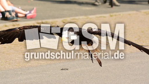 Weißkopf-Seeadler (25).jpg